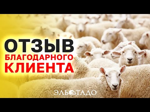 Отзыв о компании