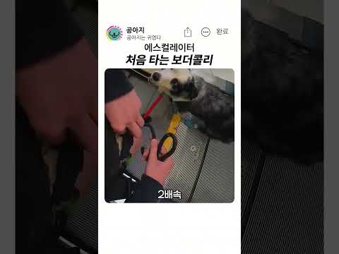 에스컬레이터 처음 타는 보더콜리 thumbnail