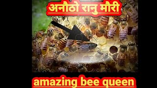 mauri ko rani kasari chinne     रानी मौरी कसरी चिन्ने identify bee queen