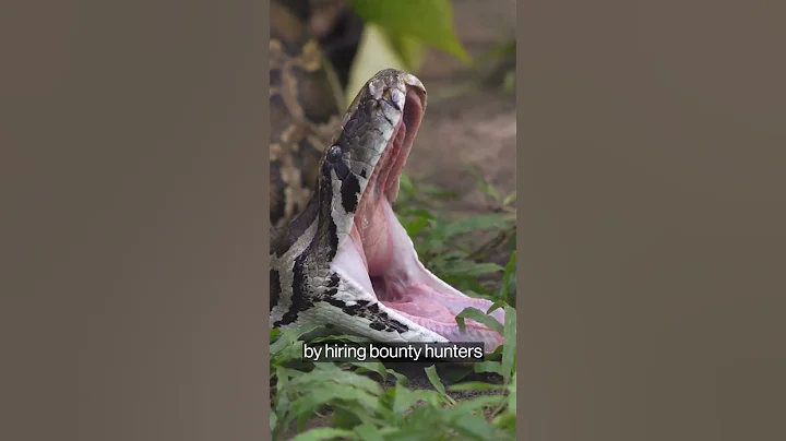 Invasive Beasts of the Florida Wild