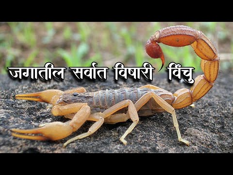 World&rsquo;s Deadliest Scorpion| Indian Red Scorpion | जगातील सगळ्यात विषारी विंचू