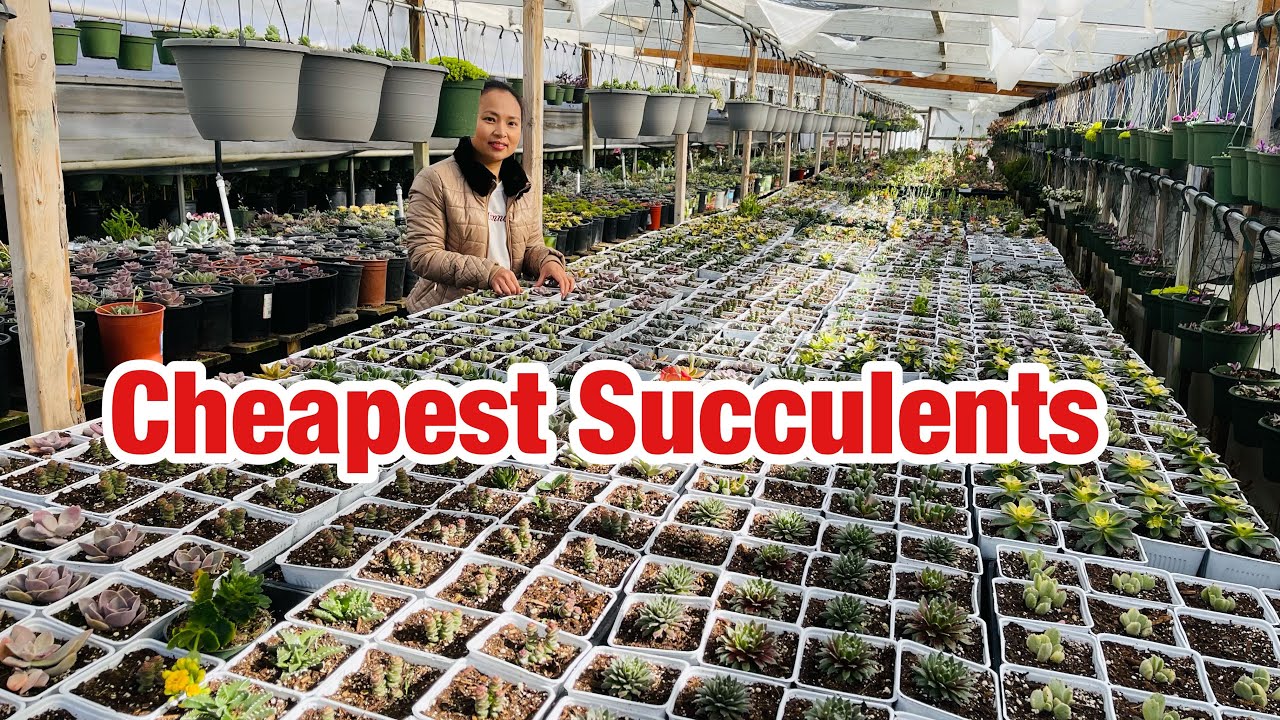 Revisit $1 Succulents After 2 Months/ Sen đá $1 Tại Watsonville