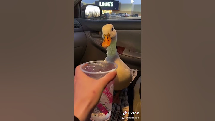 Munchkin the Duck is Angry until she gets an Ice Water