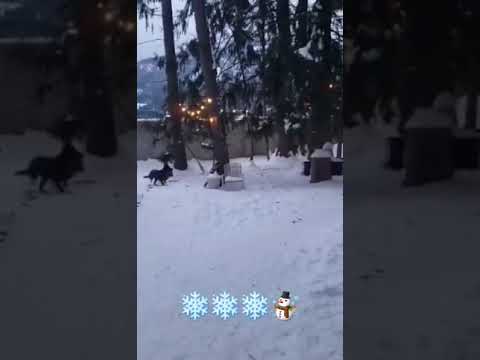 2 Dogs Playing