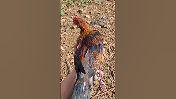 con gà rừng tơ tặng giải nhất đấy nhé ae.tug me nyuam lau qaib pub thib 1