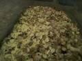 Breeding mealworms