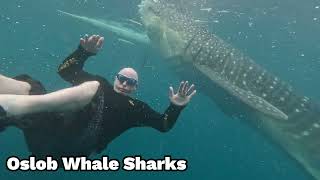 Things To Do In Cebu. Swimming With Whale Sharks. Oslob, Cebu, Philippines
