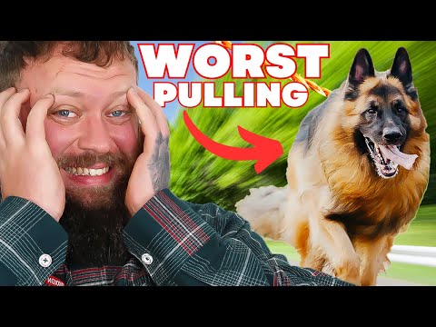 Videó: 3 egyszerű tipp a kutya leállításához a pórázon