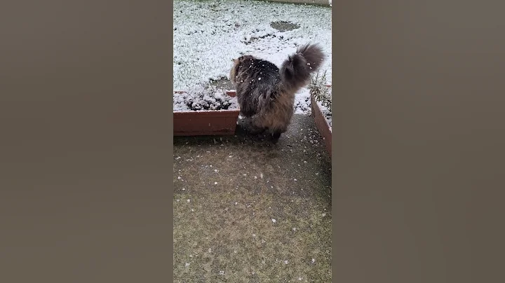 Video 3807981: maine coon mix cat, maine coon kitty cat, snow kitty