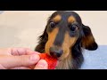イチゴ丸かじりして食べる愛犬の顔が怖すぎるw【ダックスフンド】