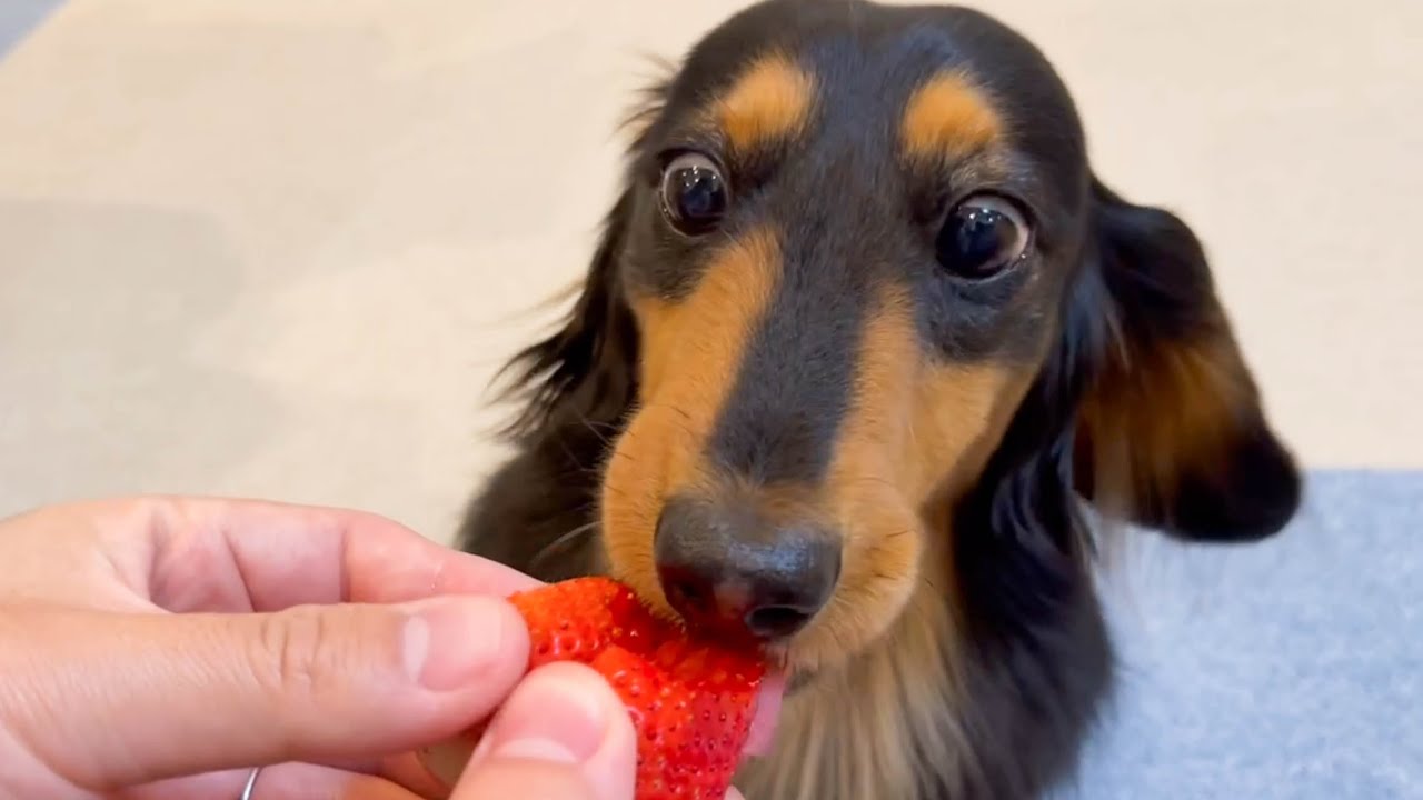 イチゴ丸かじりして食べる愛犬の顔が怖すぎるw【ダックスフンド】