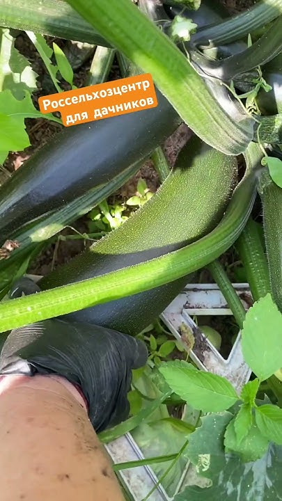 Кабачок (цукини) КОМО. Подмосковье. - YouTube