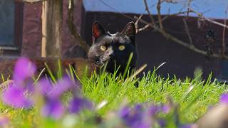 Relaxing Cat Video 372