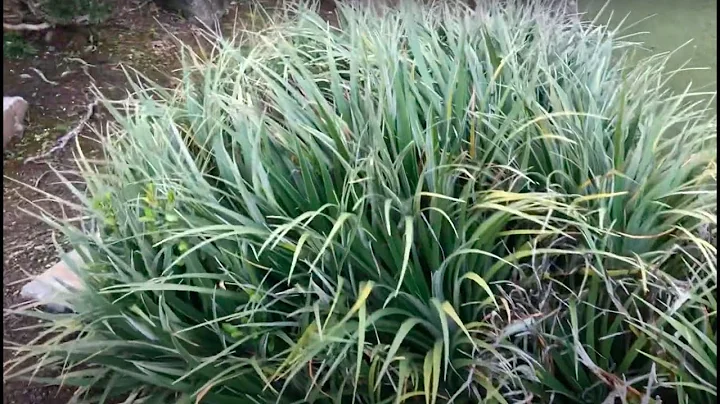 Fascicularia bicolor, Worlds Best Median Plant