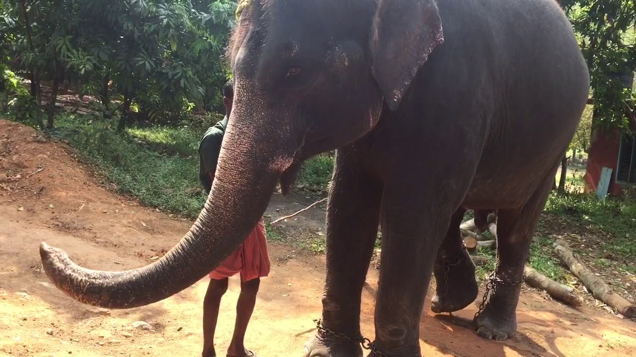 "I'll beat you" elephant told when refusing its medicine YouTube