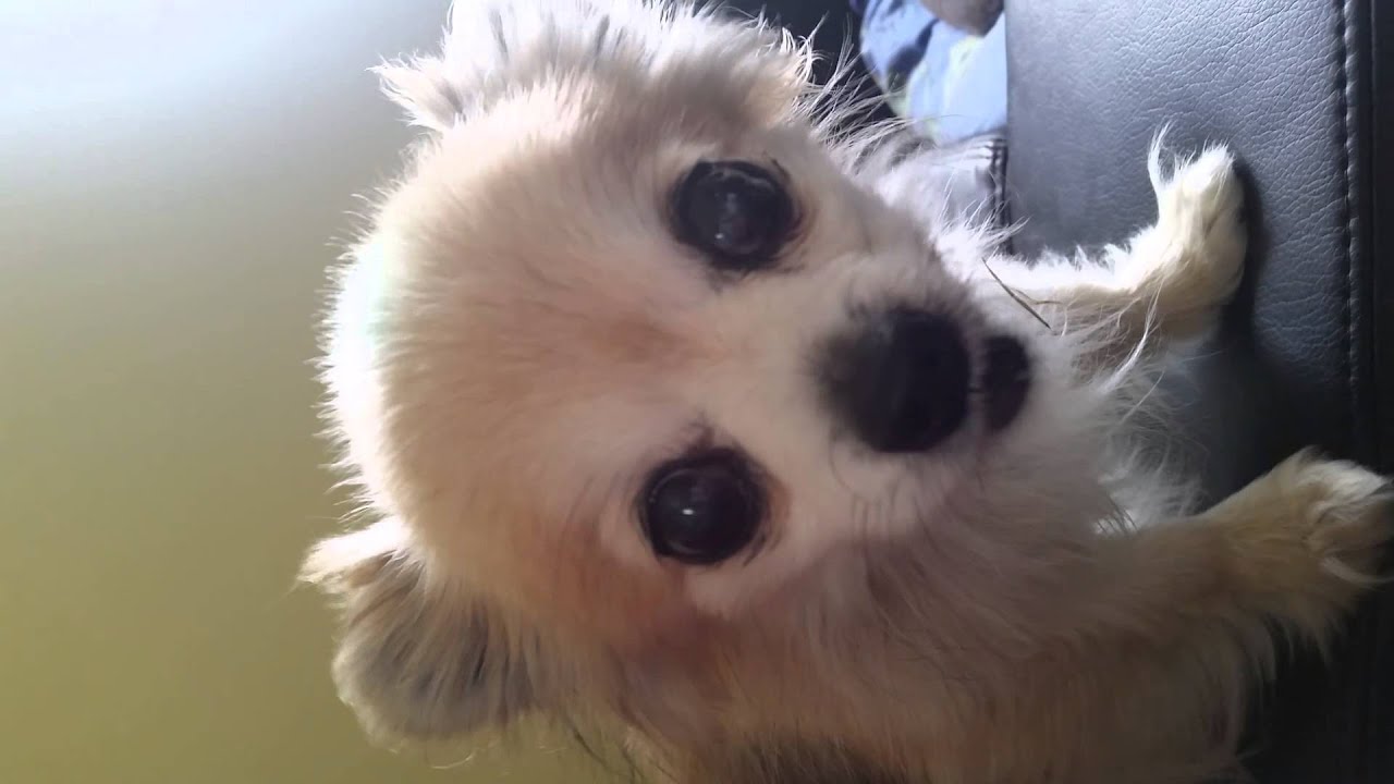 Kleiner Hund isst und schmatzt! YouTube