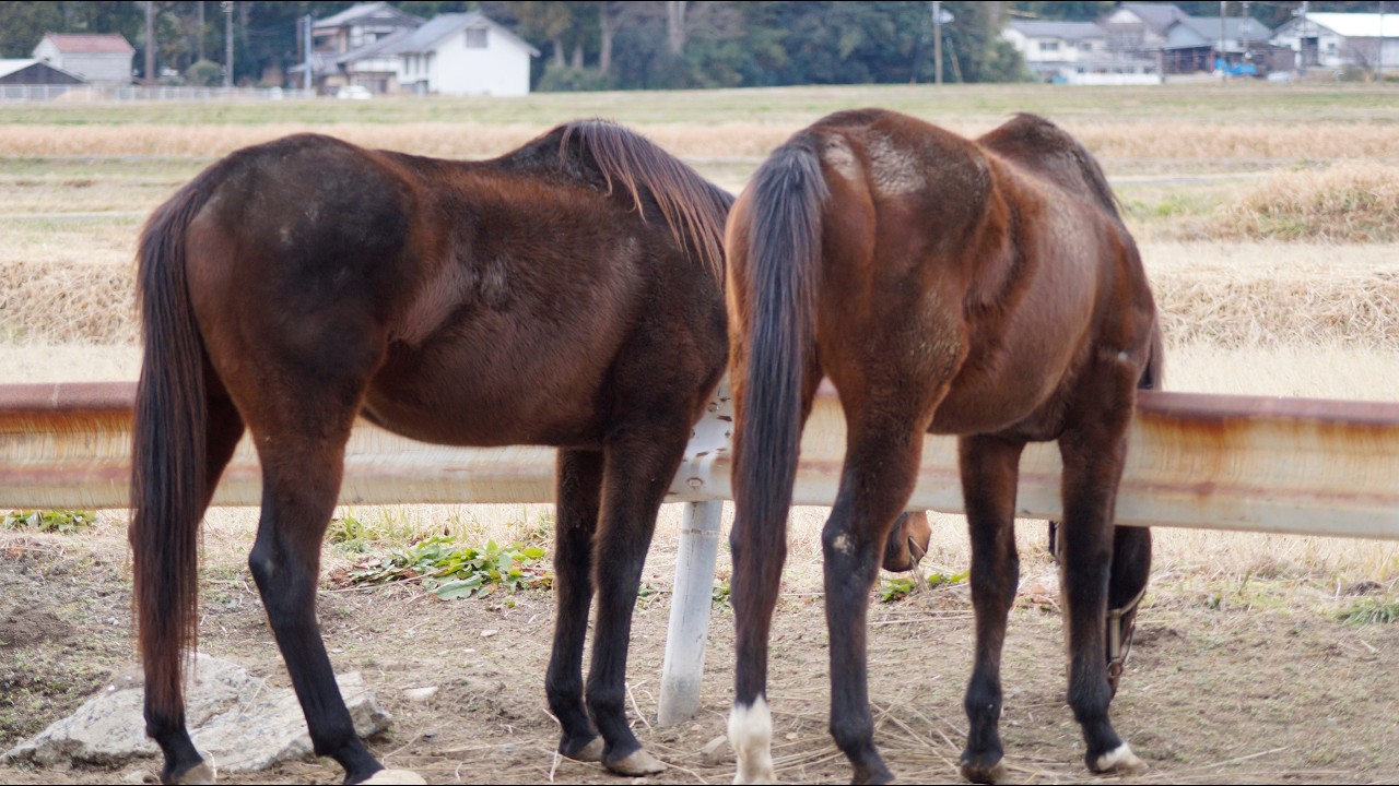 坂本ふれあい牧場　日常風景１４