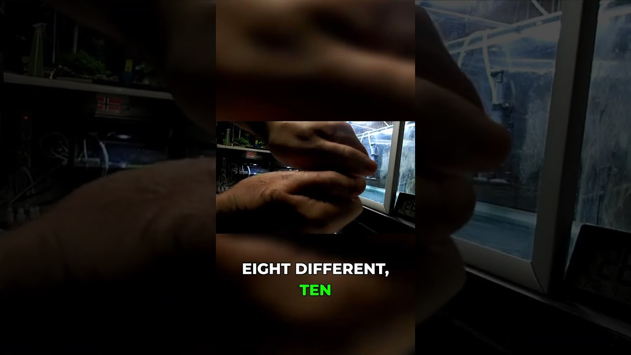 Setting Up Akadama: Bacterial Layering for a Healthy Tank