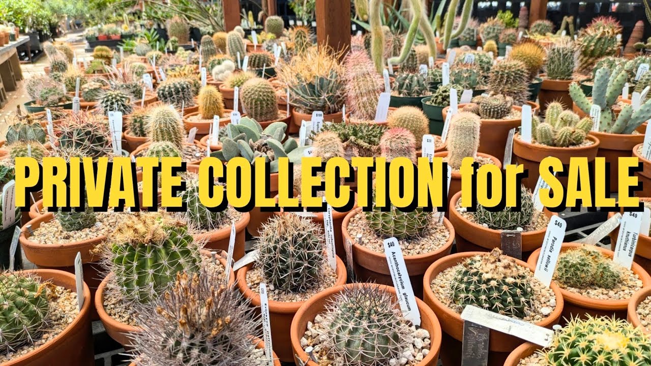 Купить редкий кактус из частной коллекции на Arizona Cactus Sales