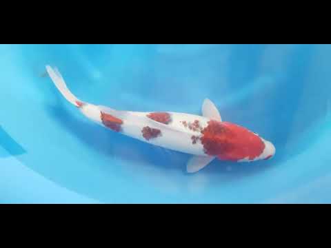 Maak kennis met deze unieke Goromo van de befaamde kweker Oofuchi! Met zijn opvallende patronen en diepe kleuren is deze Sansai van 54-56 cm een absolute aan...