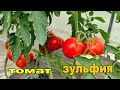 🍅🍅ВЫСОКОУРОЖАЙНЫЙ ИНДЕТЕРМИНАНТНЫЙ ТОМАТ ЗУЛЬФИЯ. ОБЗОР ГИБРИДА