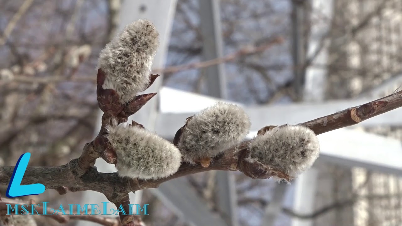 Пришла весна на деревьях набухли почки - YouTube