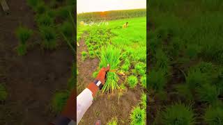 Dhan (rice) ki kasht k lye best beej(seed) ,and complete agriculture information of dhan .