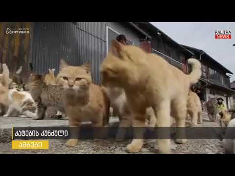 კატების კუნძული