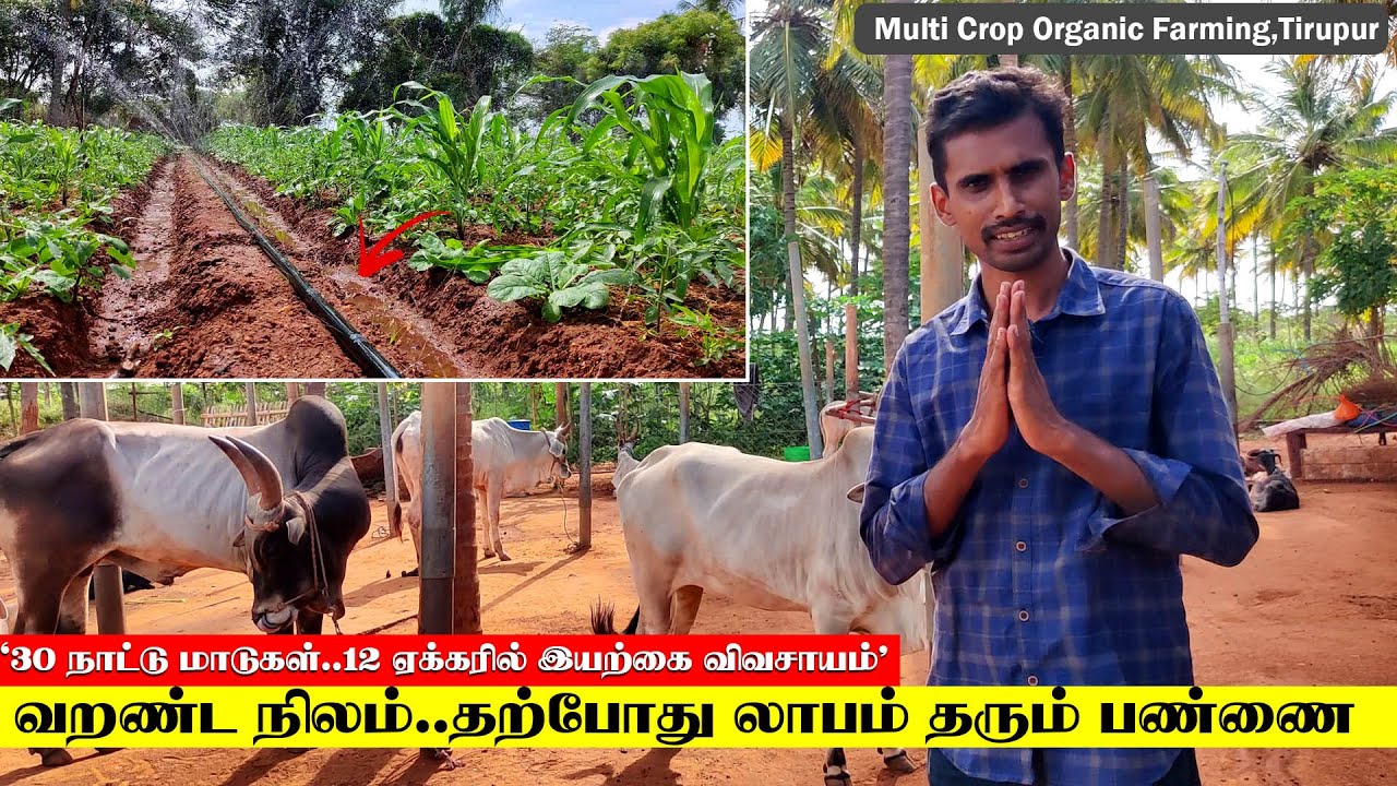 30 நாட்டு மாடுகள்..12 ஏக்கரில் பல பயிர் இயற்கை விவசாயம்..அசத்தும் இளைஞர்
