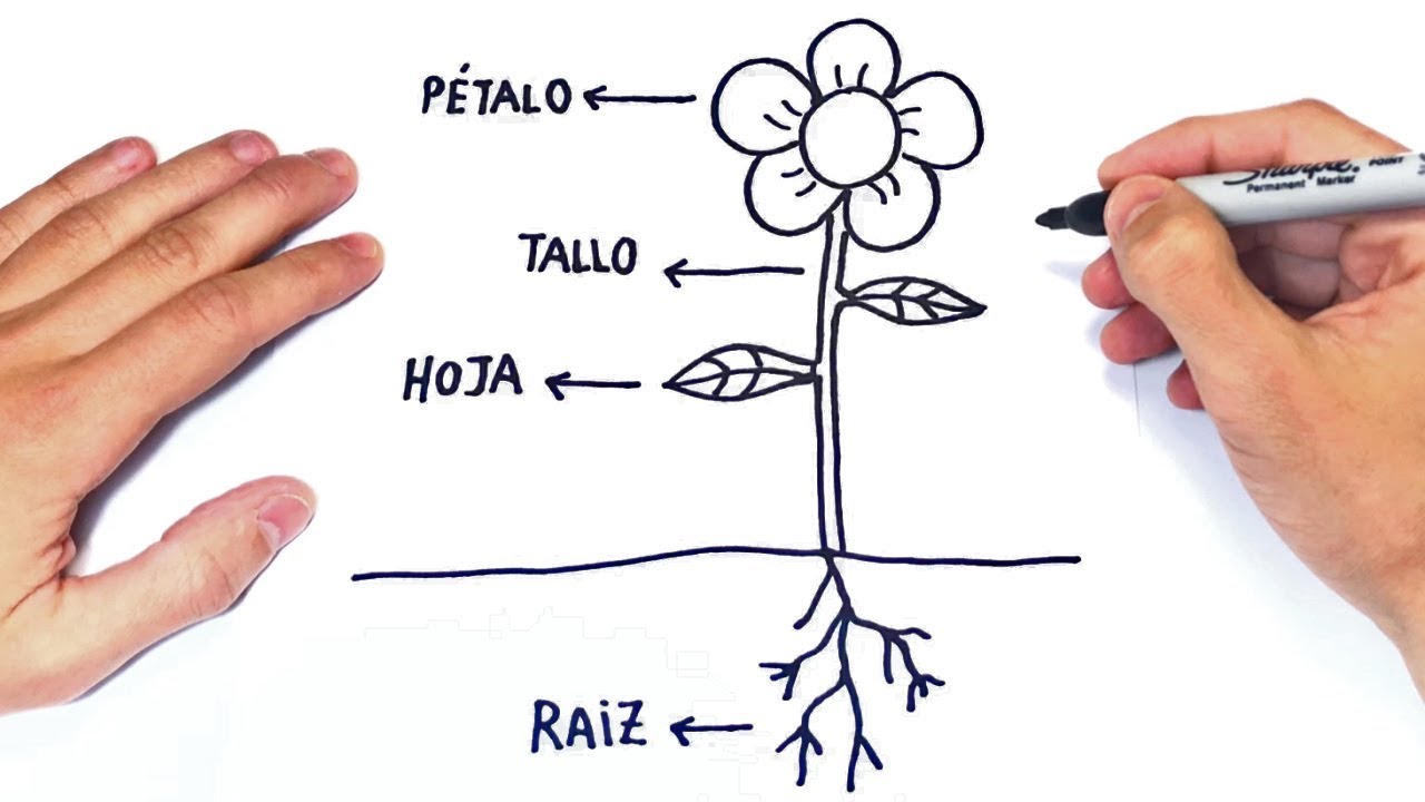 Cómo dibujar Las Partes de una Planta Paso a Paso - thptnganamst.edu.vn