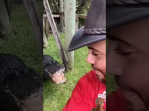 GATOR IN FLORIDA #crocodile #gator #alligator #wildlife #animals #viralshorts #trendingshorts