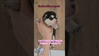 Présentation des 8 chiots  Pomsky de Freyja. #pomskypuppy #pomsky #puppy #chiotmignon #chien