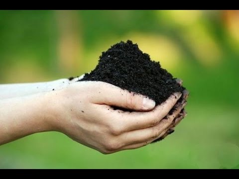 ТИПЫ ГРУНТА. АНАЛИЗ ПОЧВЫ