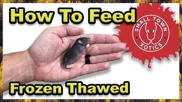 Ball Python Hatchlings, Feeding Frozen Thawed