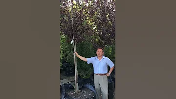 Черемуха виргинская 