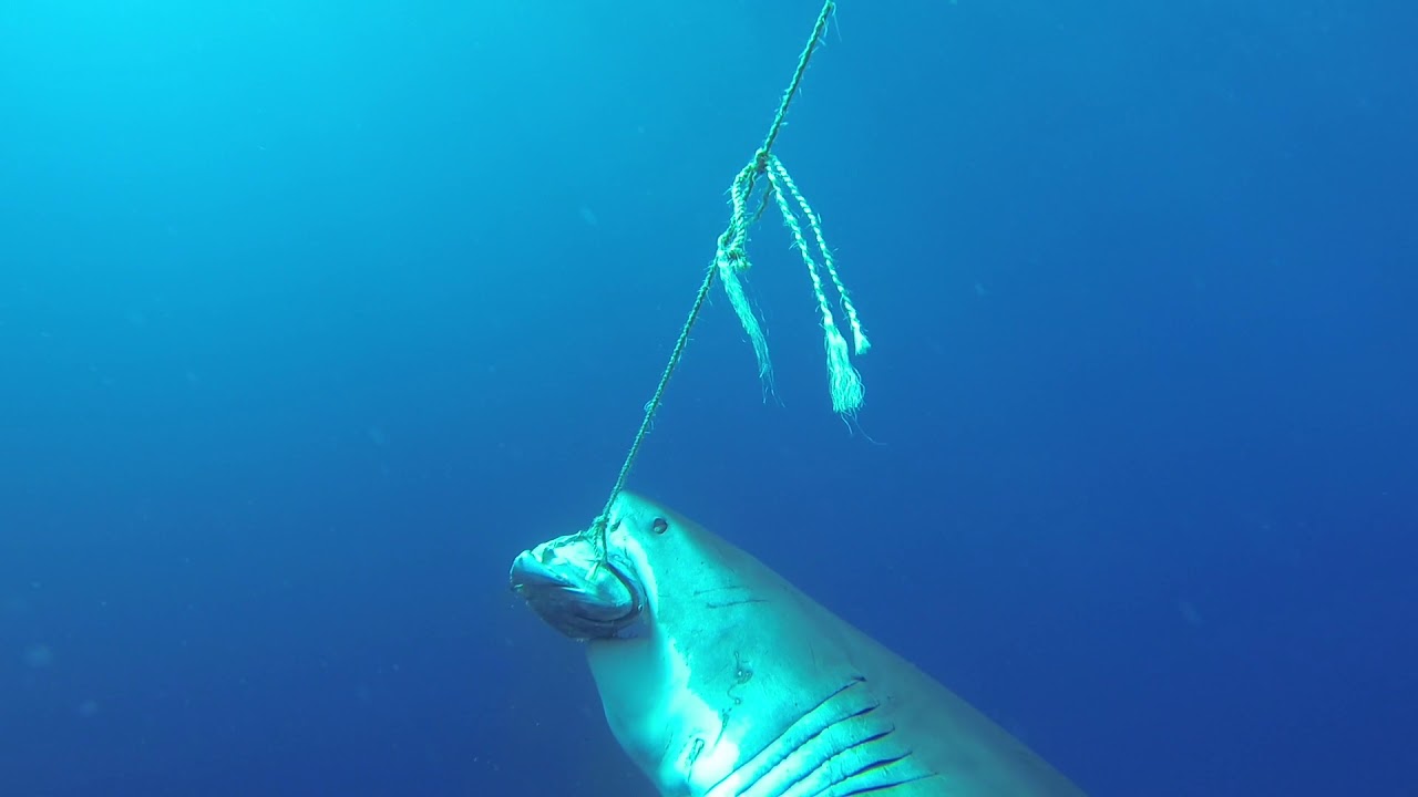 Great White Shark eats a Tuna head YouTube