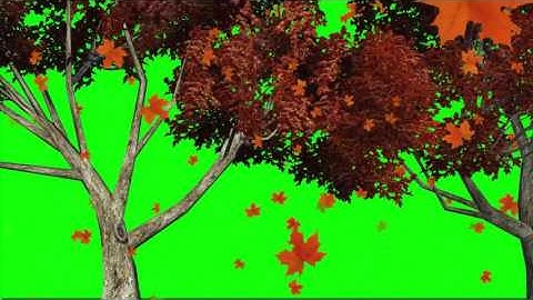 Green Screen - Autumn Leaves Falling From Tree Video