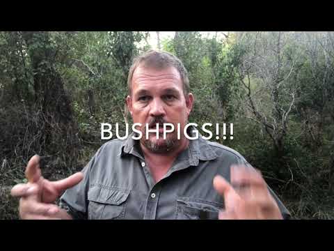 Video: Hoe heet een bosvarken?