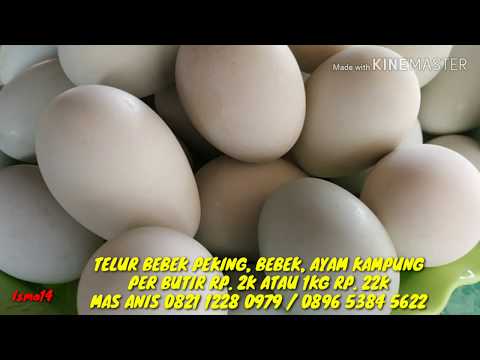 #isma  TELUR BEBEK PEKING KUNING  MURAH