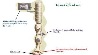 Phototransduction