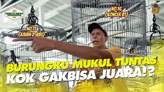 BURUNGKU MUKUL TUNTAS‼️ KOK GAKBISA JUARA😭 || BERITAKICAU
