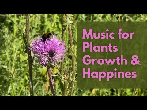 Video: Pozitīvas augu vibrācijas - augi, kas jūsu apkārtnei piešķir pozitīvu enerģiju