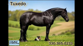 🔥🖤 TUXEDO — DREAM HORSE DELUXE 🖤🔥