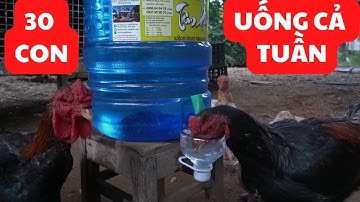⭕ Make an automatic water trough for chickens from a 18 Lit Water Bottle . Luu | Birds & Garden life