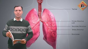 Gohar General Science 7|Unit 2|Lec 2|Respiratory System