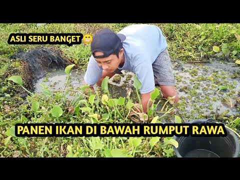 PANEN IKAN DI RAWA YANG ADA LUMPUR HIDUPNYA!! - YouTube