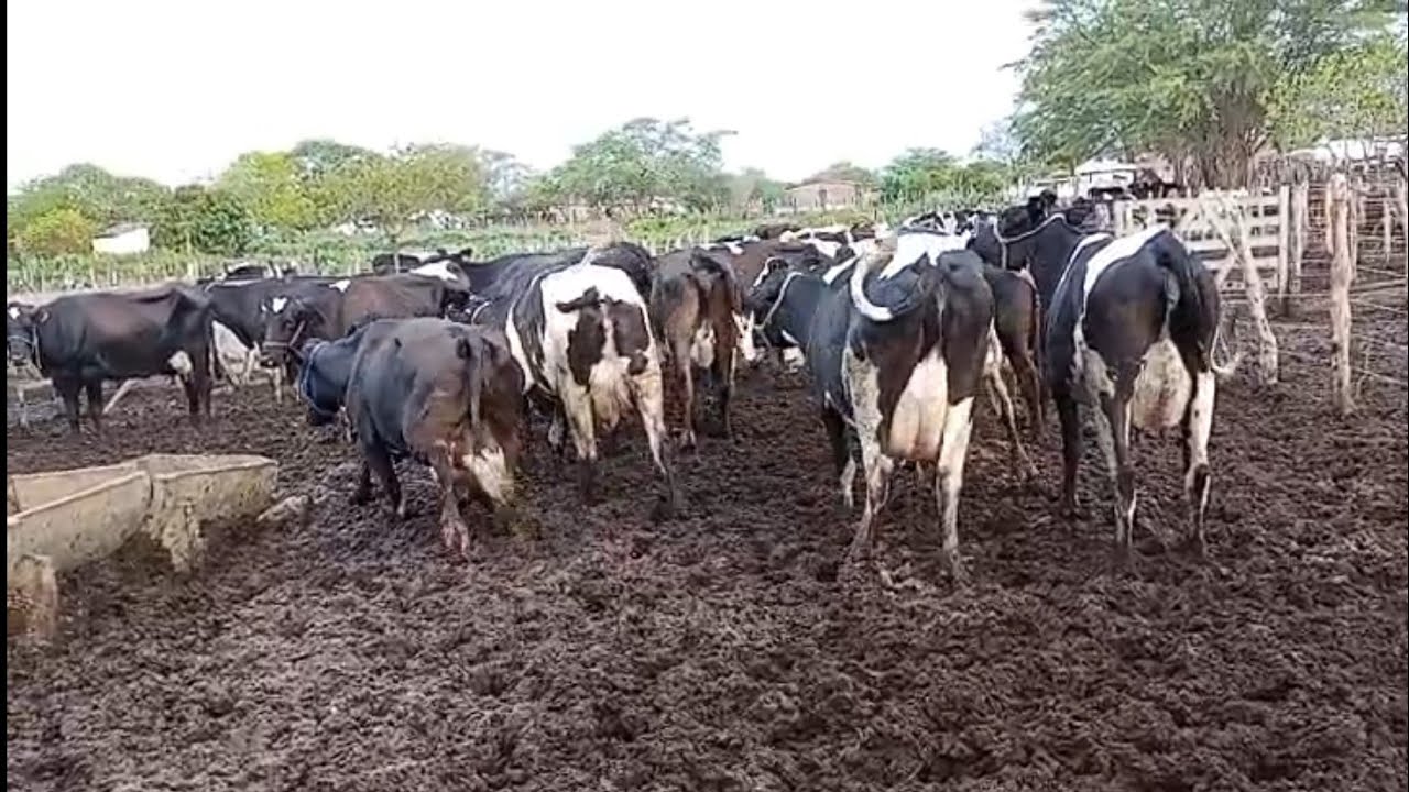 Lote com 23 novilhas leiteira recém paridas disponível na fazenda Mendonça!