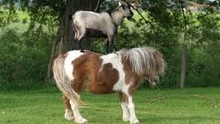 funny baby goats riding horses compilation 2017
