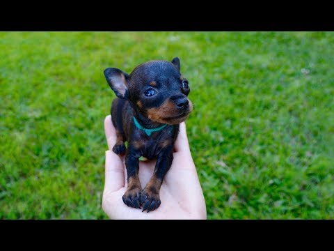 Video: Toy Terrier: Cinsin Tarihi