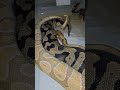 Waffles 🧇 putting some work this season 😉👌 #workit #goals #pythonregius #breeding #snakevideo #short